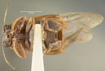 Media type: image;   Entomology 24966 Aspect: habitus ventral view
